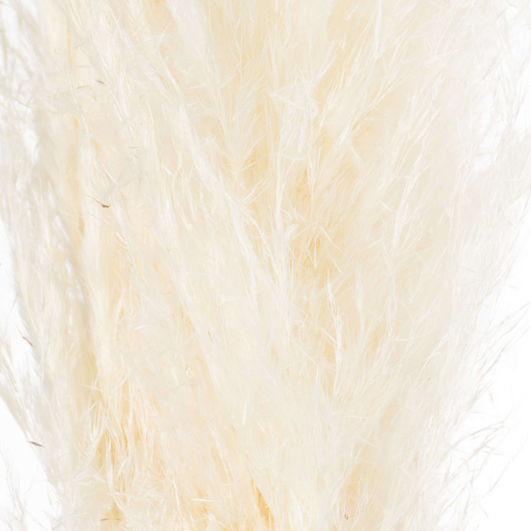 Cream Pampas Grass Stem - Image 3