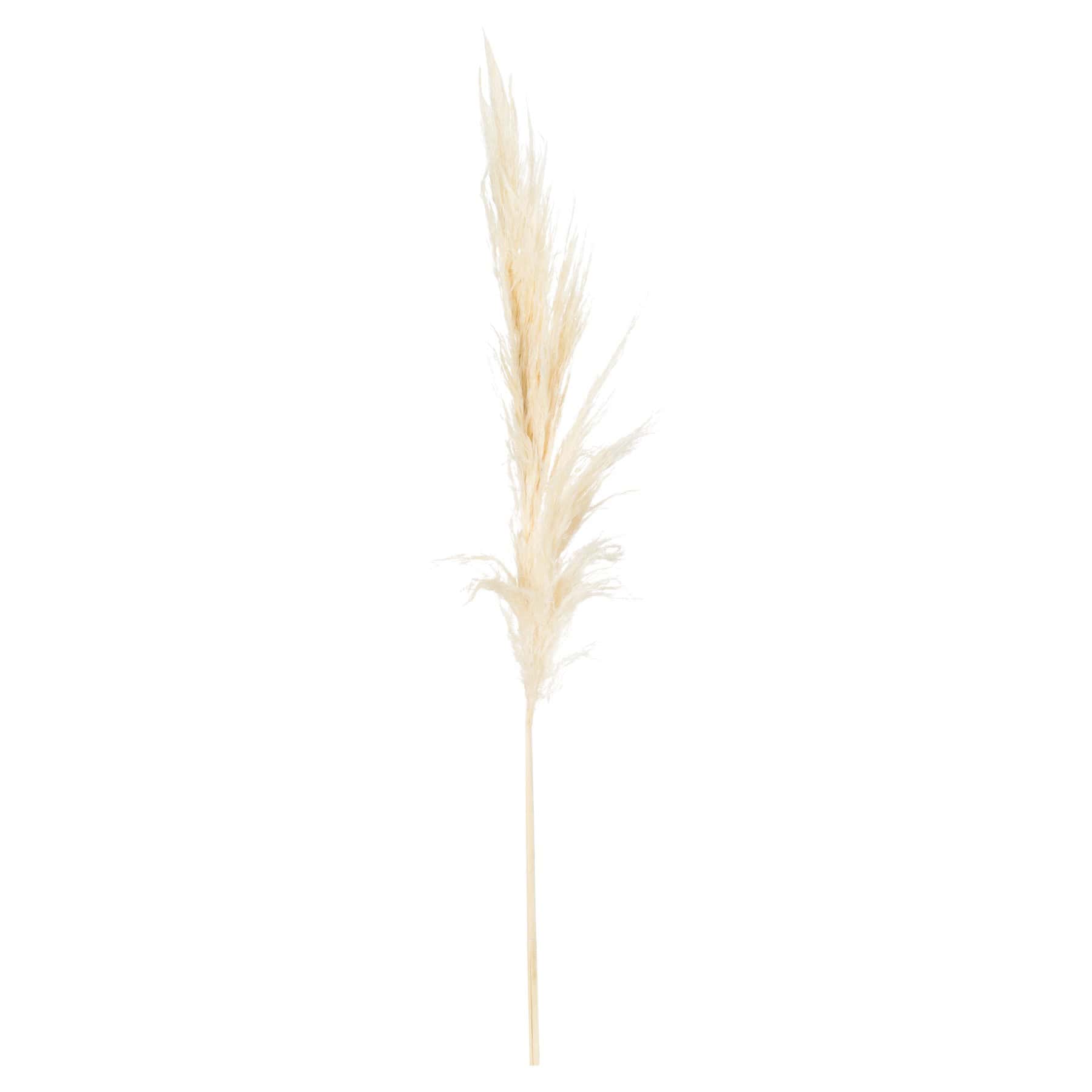 Cream Pampas Grass Stem - Image 4