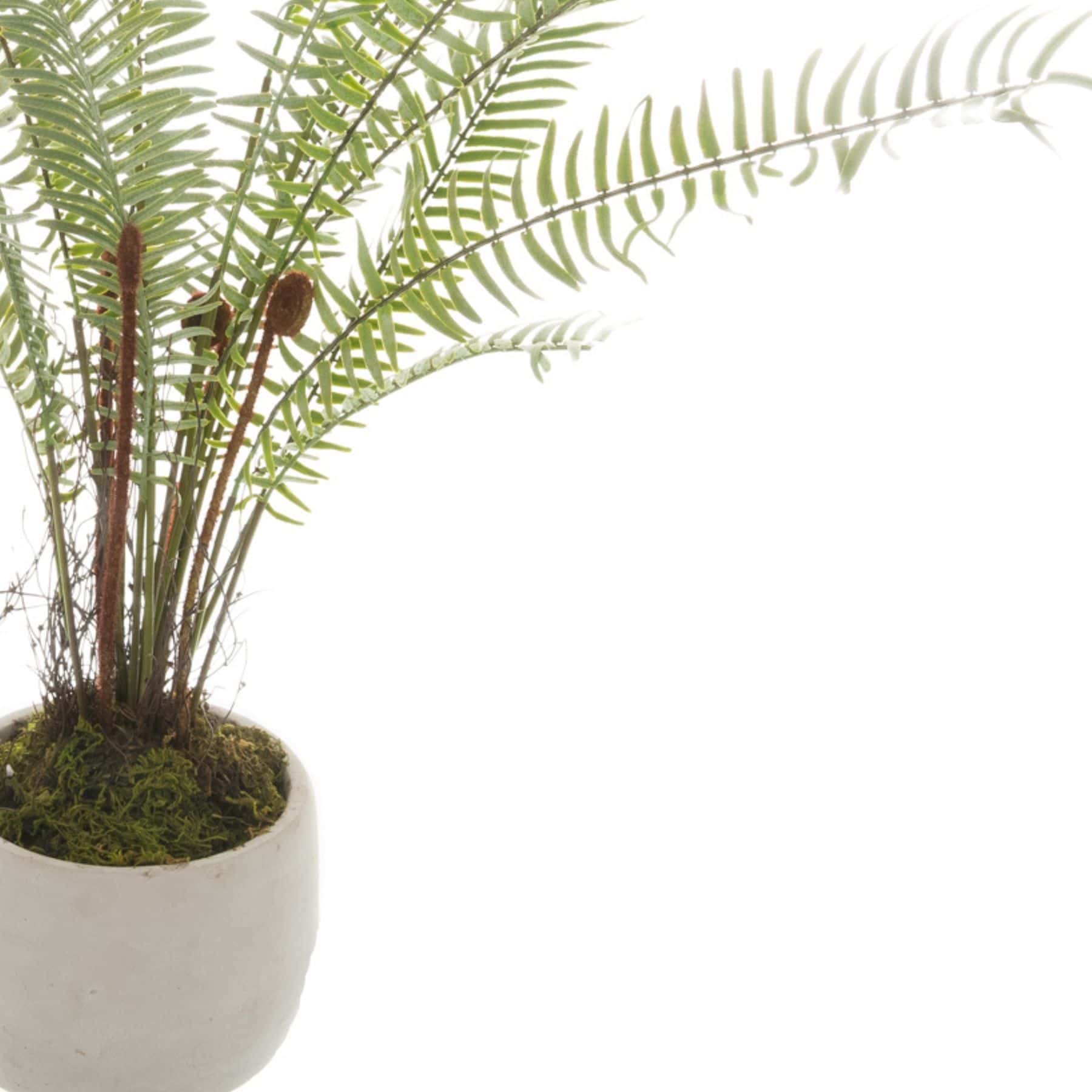 White Potted Boston Fern – Colour: Green