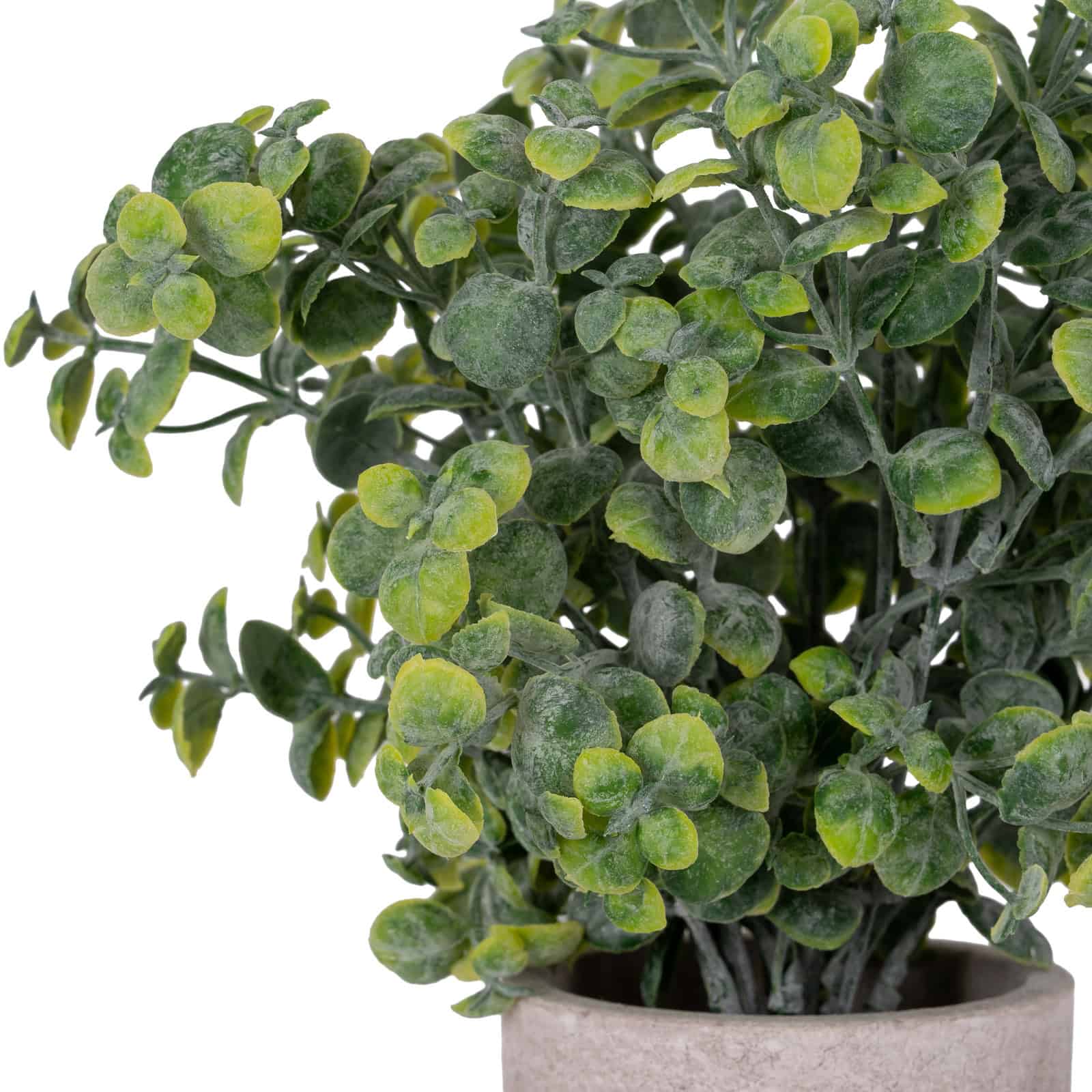 Eucalyptus Plant In Stone Effect Pot – Colour: Green