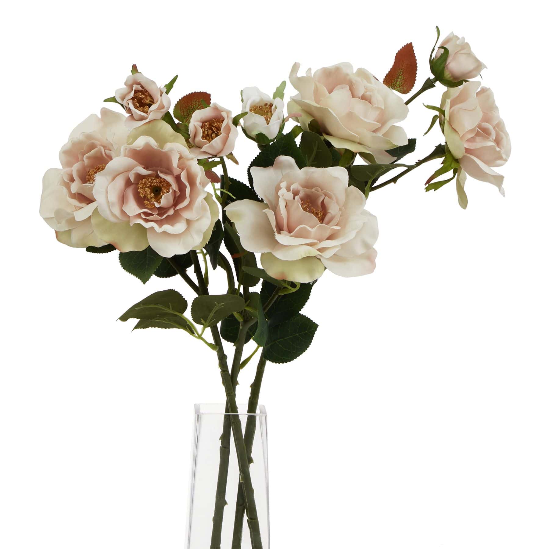 The Natural Garden Collection Palest Blush Tea Rose – Colour: Pink