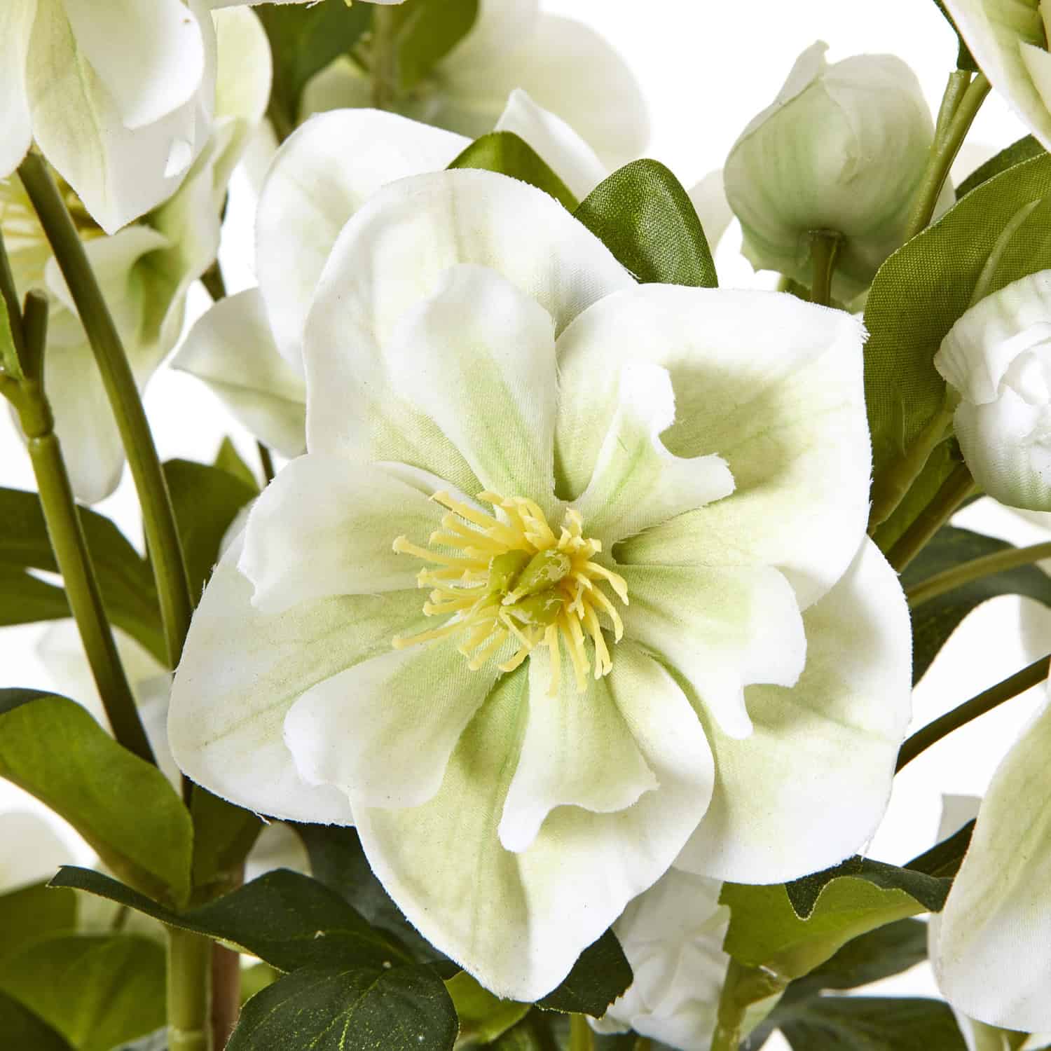 Large White Hellebore In Grey Pot - Image 2