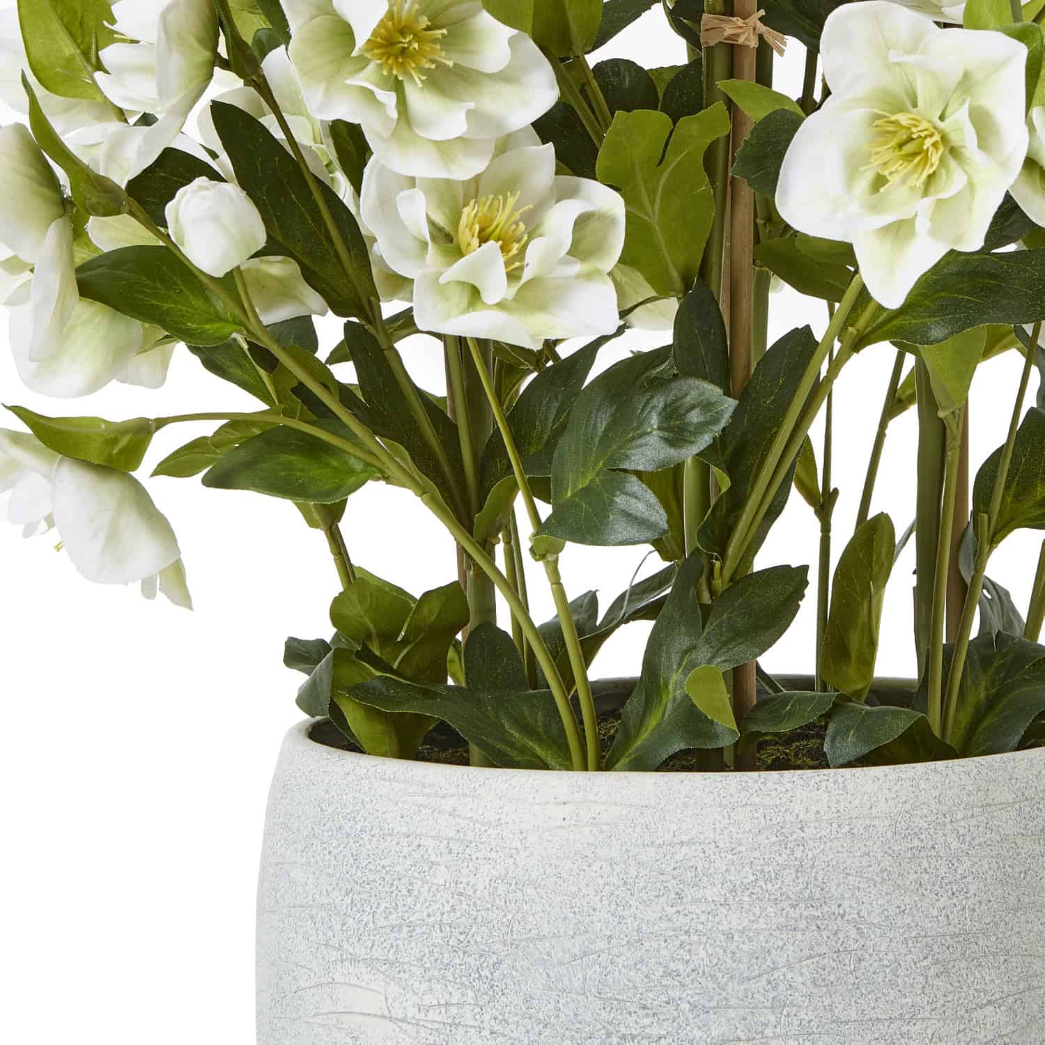 Large White Hellebore In Grey Pot - Image 4