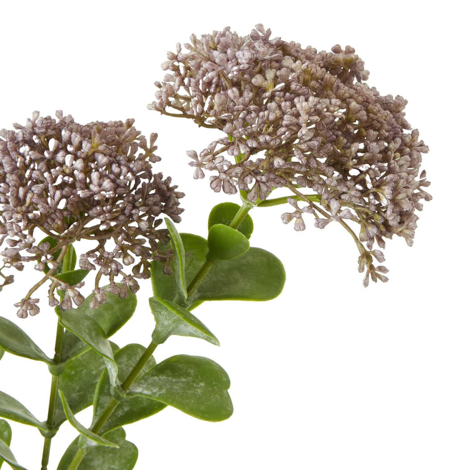 Purple Sedum Spray - Image 2