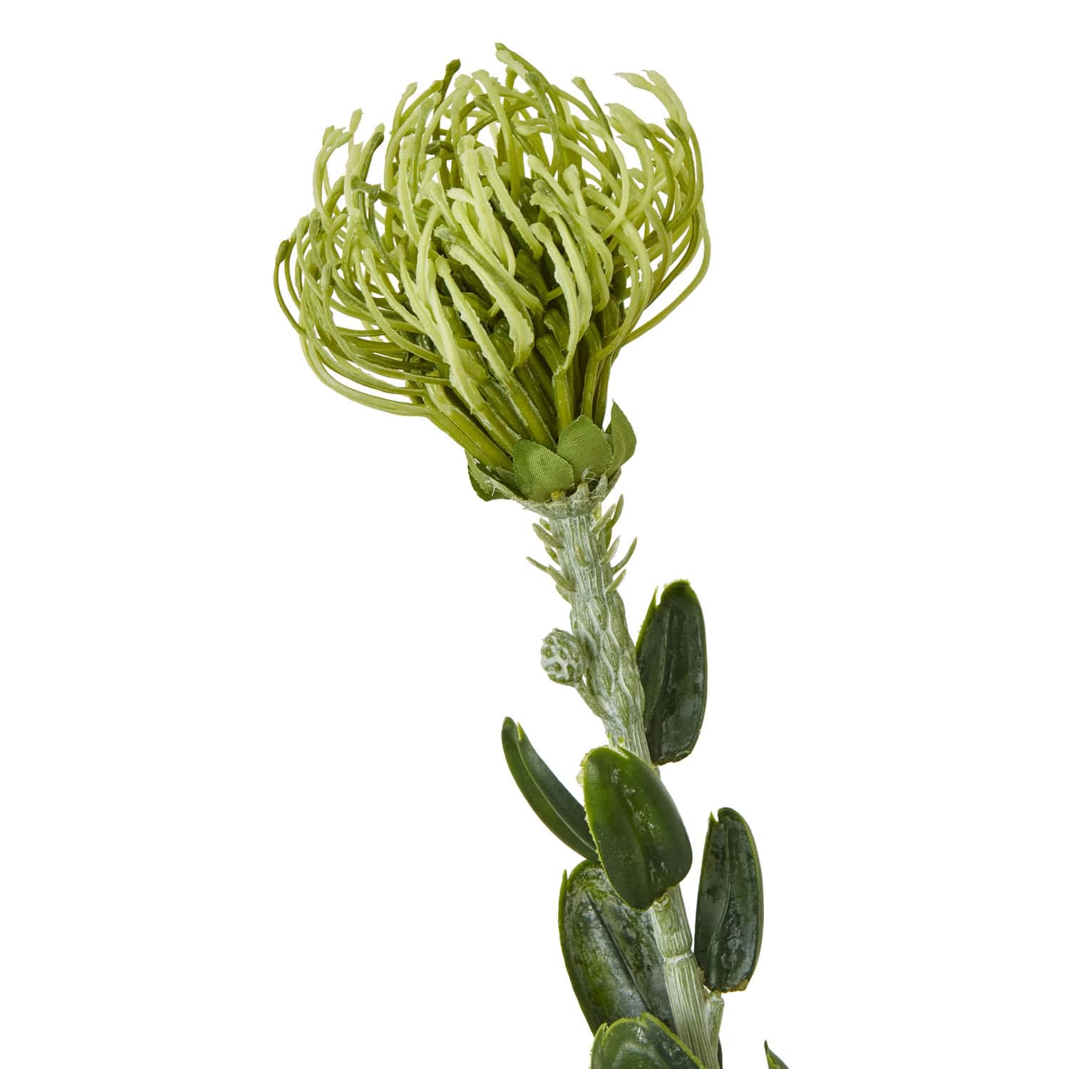 Green Pincushion Protea Spray - Image 2