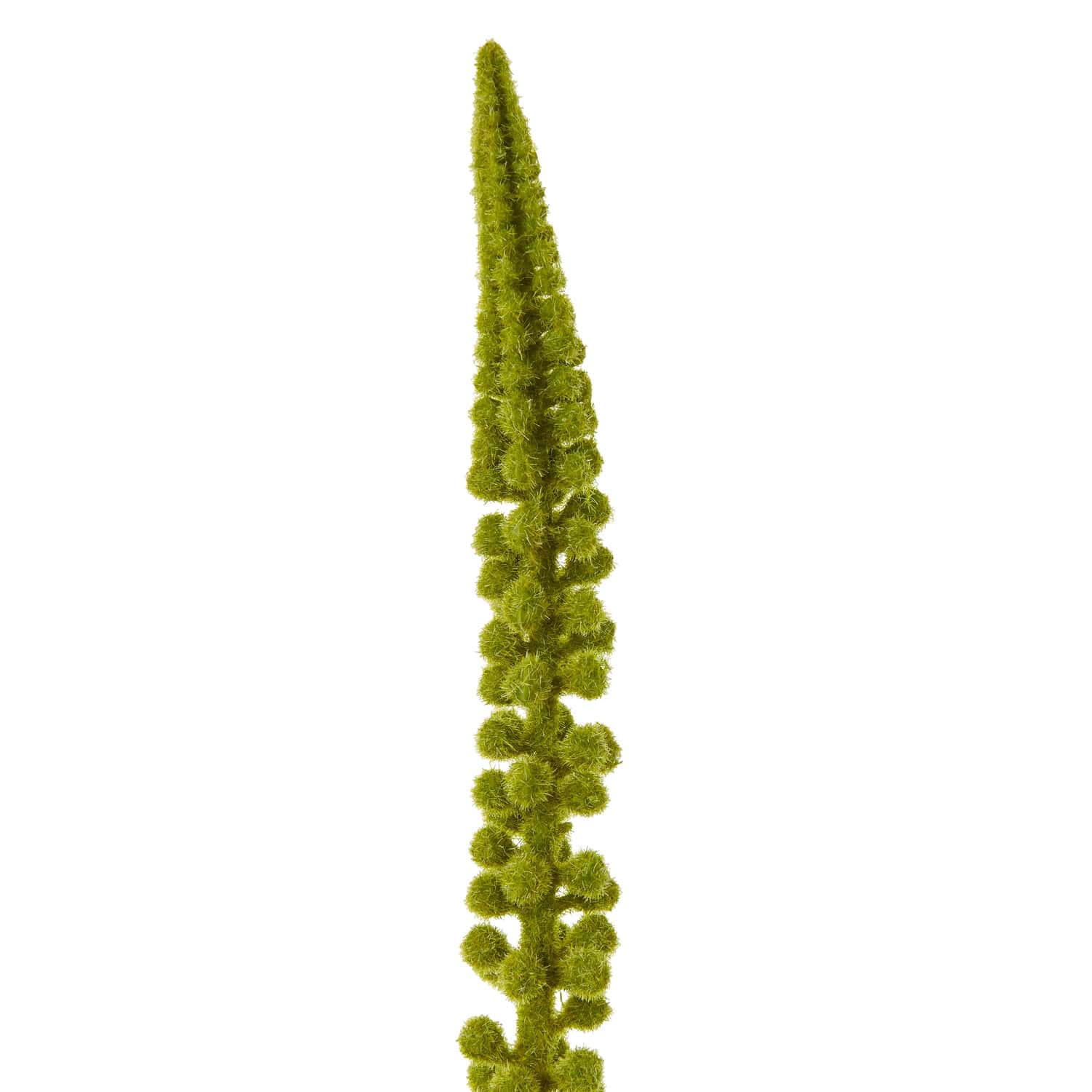 Green Eremurus Stem - Image 2
