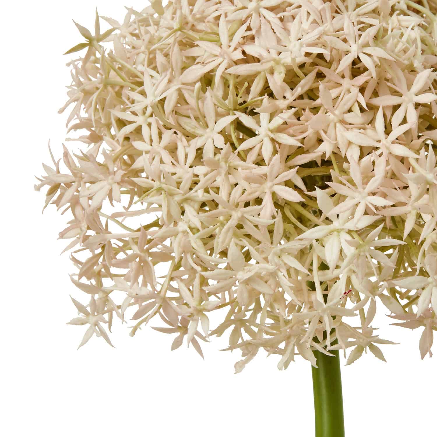 Pink Giant Allium Stem – Material: Plastic