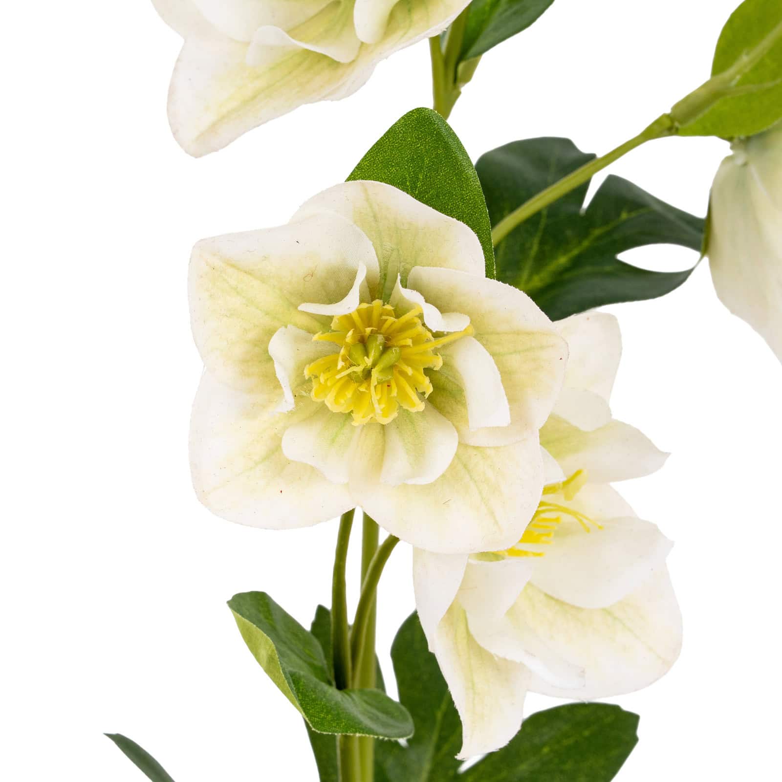White Hellebore Stem – Additional view
