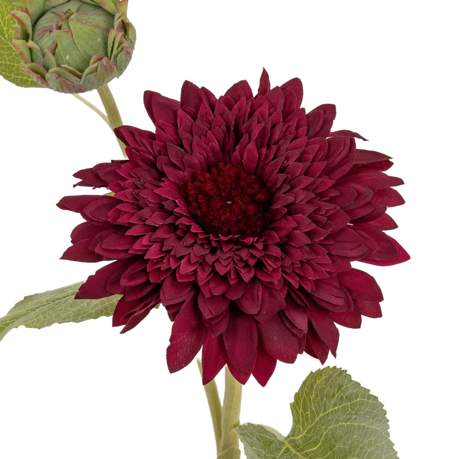 Dahlia Burgundy Raven Stem – Additional view