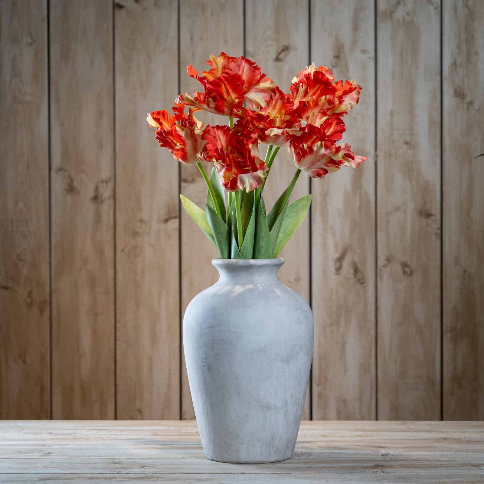 Flame Orange Parrot Tulip – Colour: Green