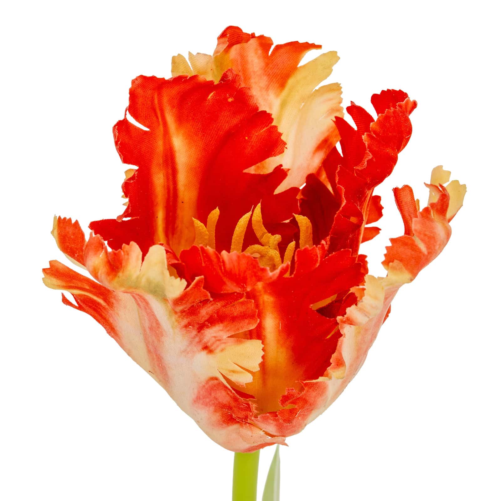 Flame Orange Parrot Tulip – Additional view