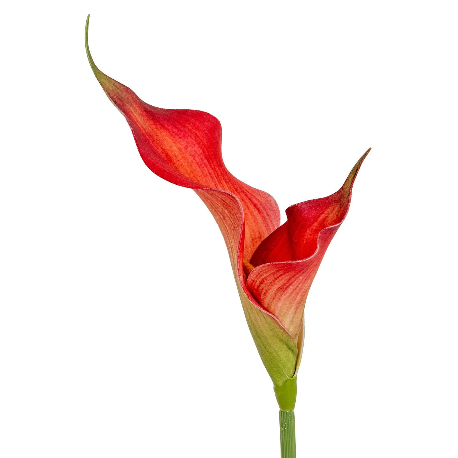 Fireball Calla Lily – Material: Plastic