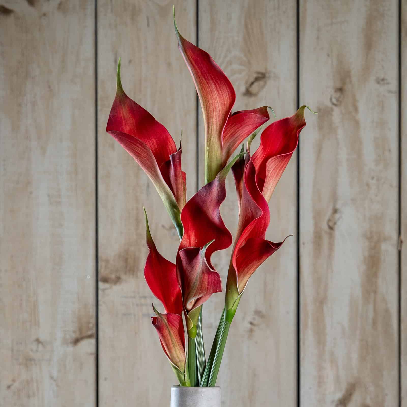 Fireball Calla Lily