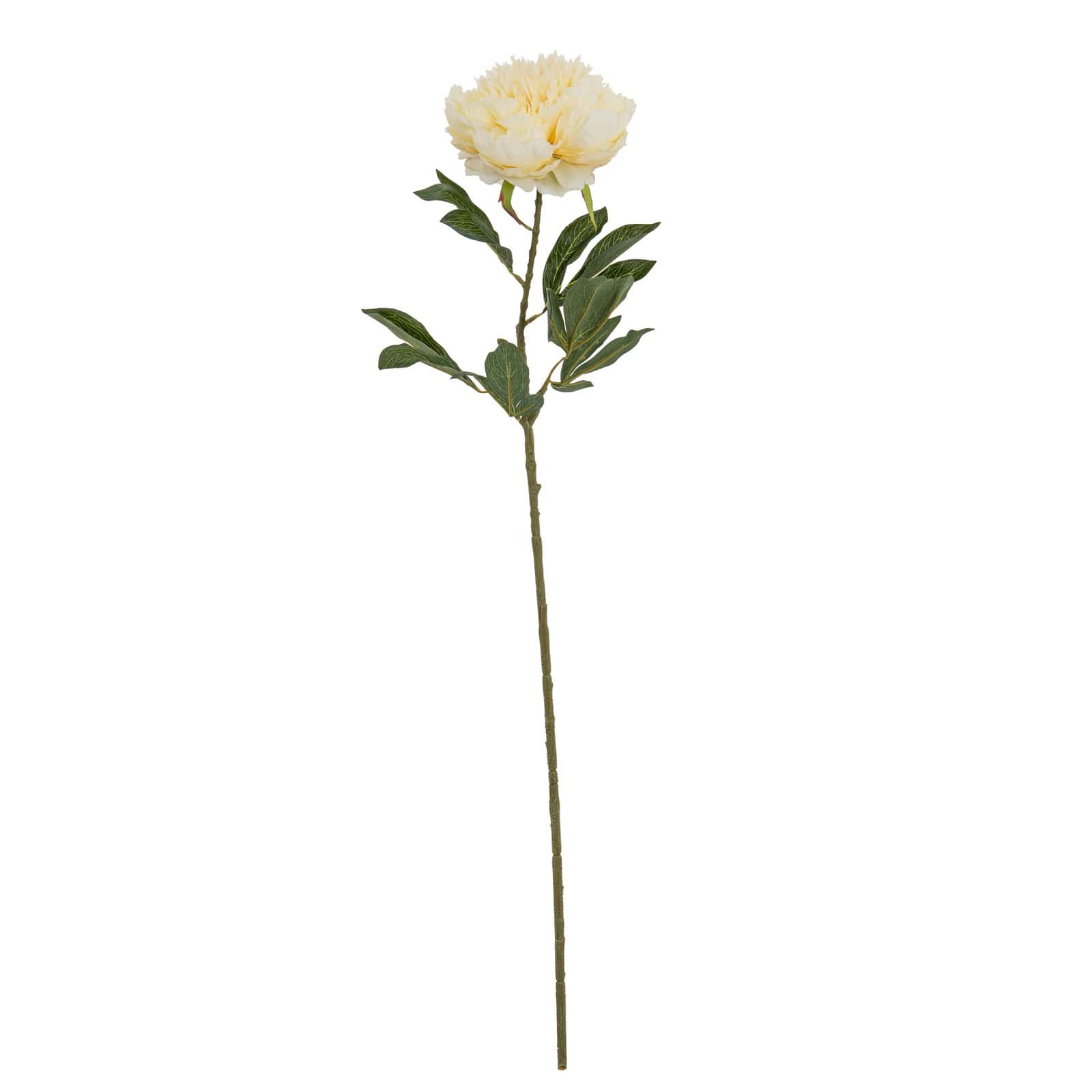 Large Buttermilk Double Peony Stem – Colour: Cream